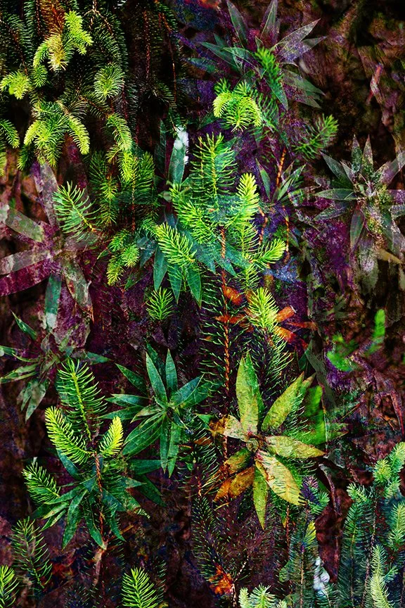 Foliage_160