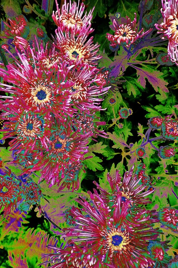 Flora_219