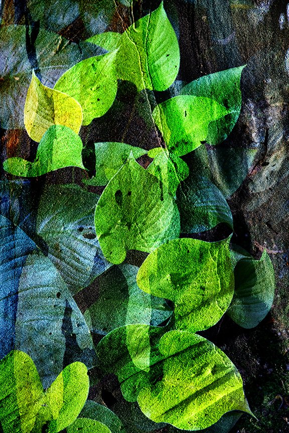 Foliage_147