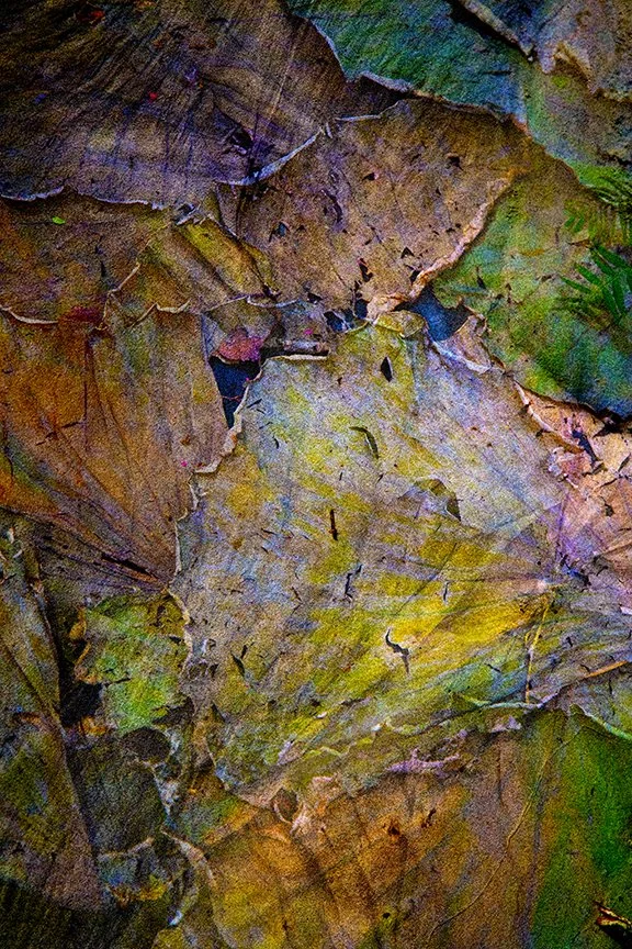 Foliage_154
