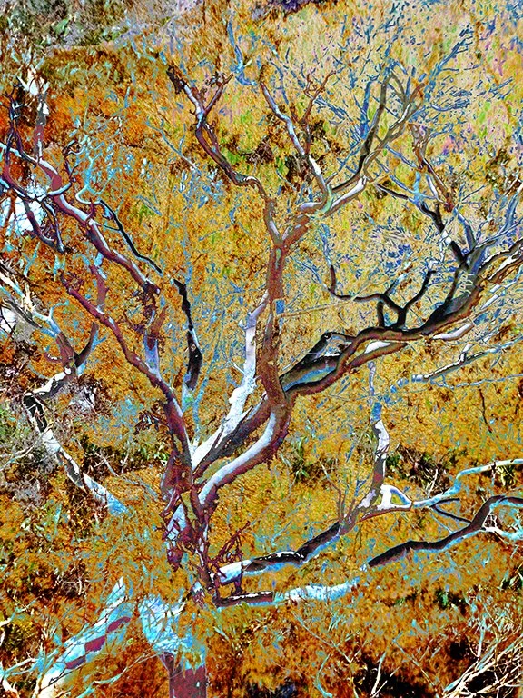Foliage_111