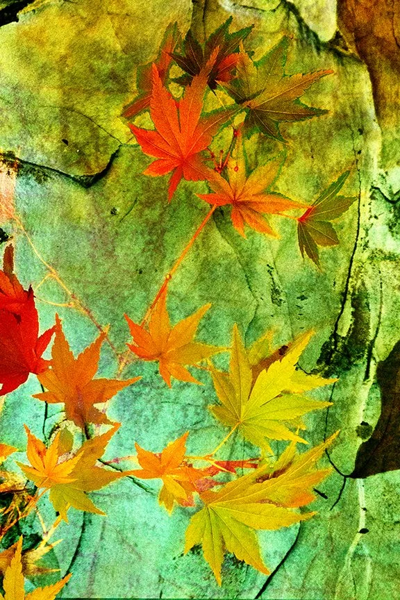Foliage_68