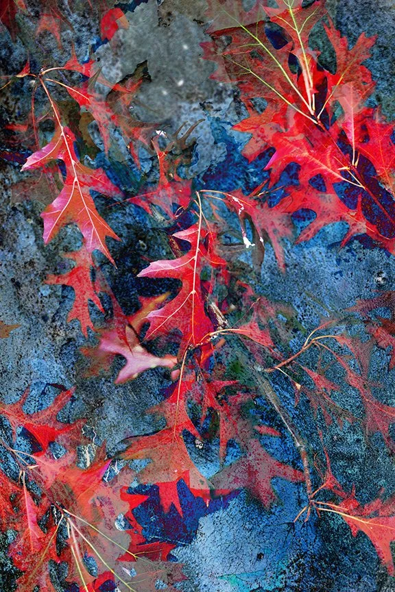 Foliage_136