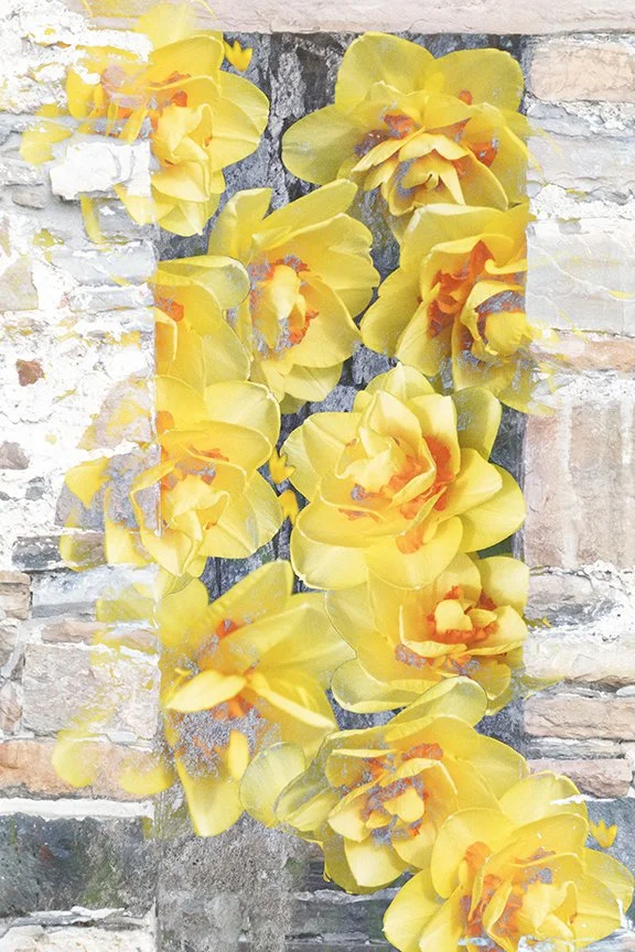 Flora_277