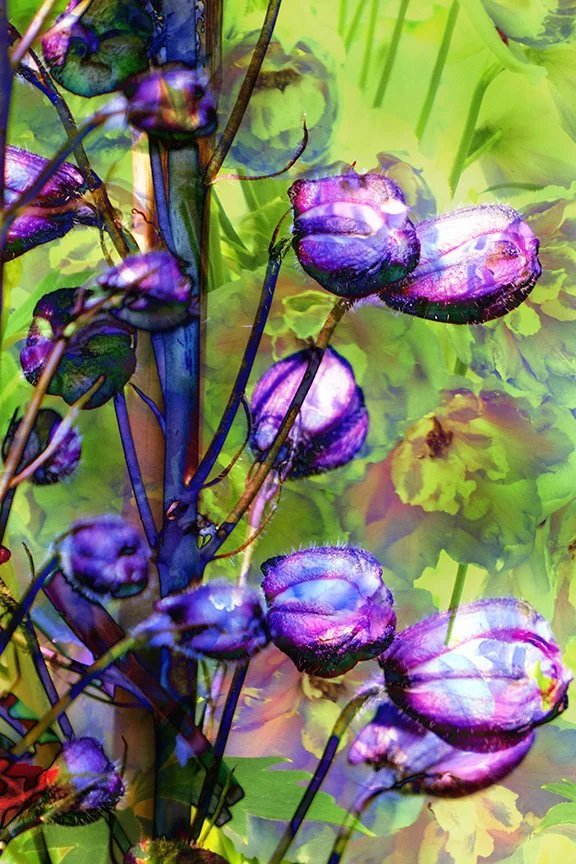 Flora_255