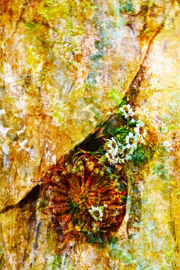 Flora_240