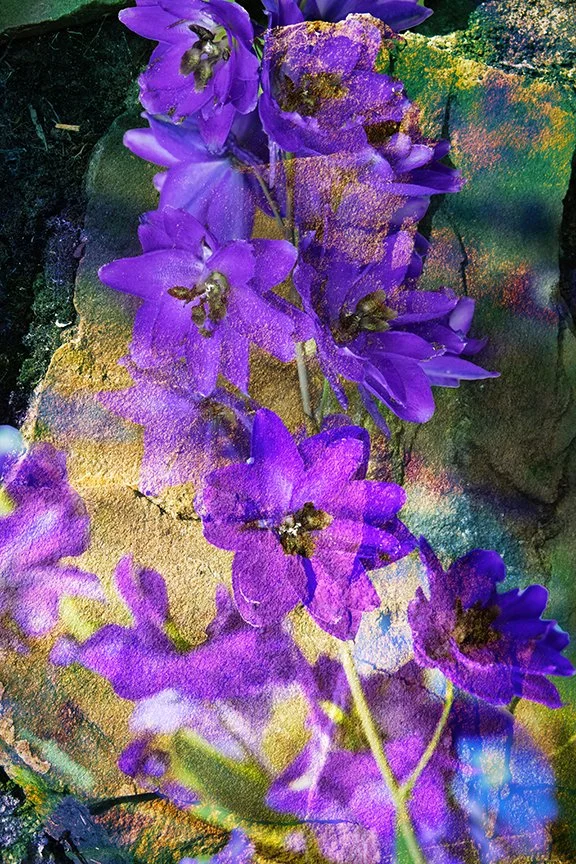 Flora_255