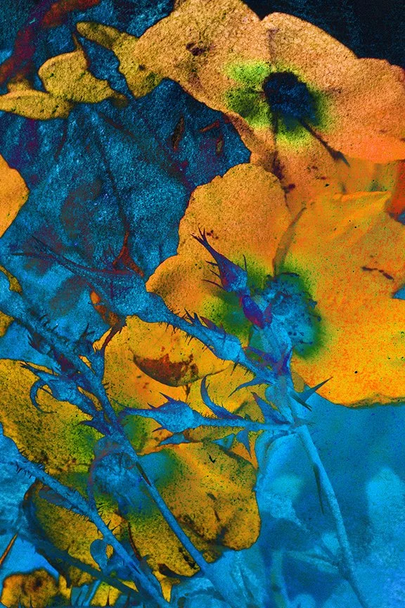 Flora_29