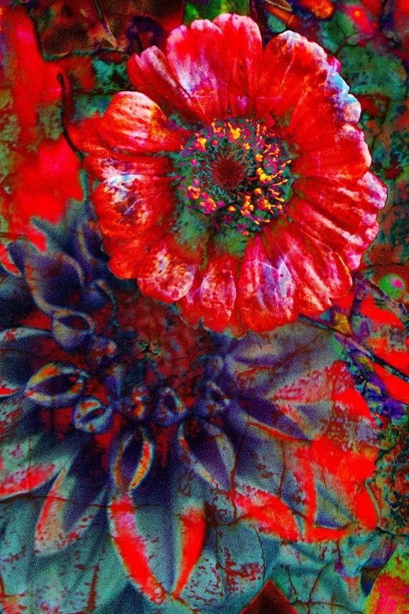 Flora_235