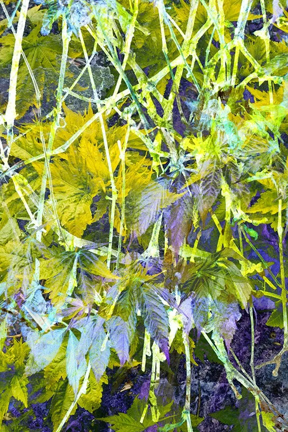 Foliage_185