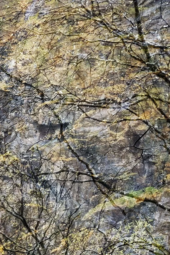 Foliage_183