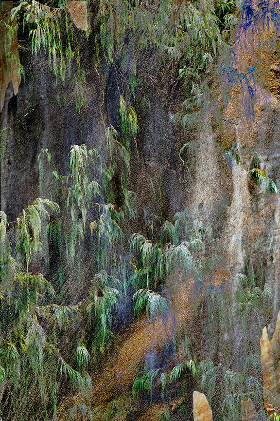 Foliage_155