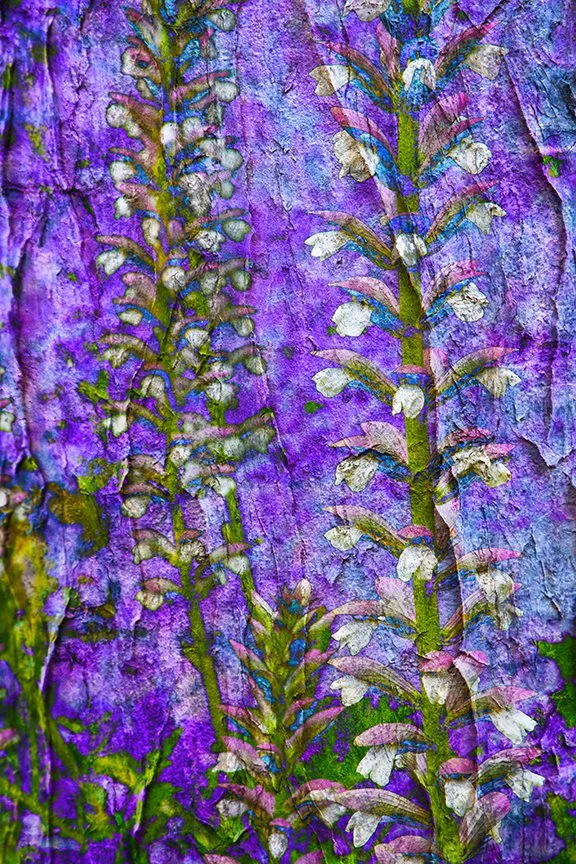 Flora_256