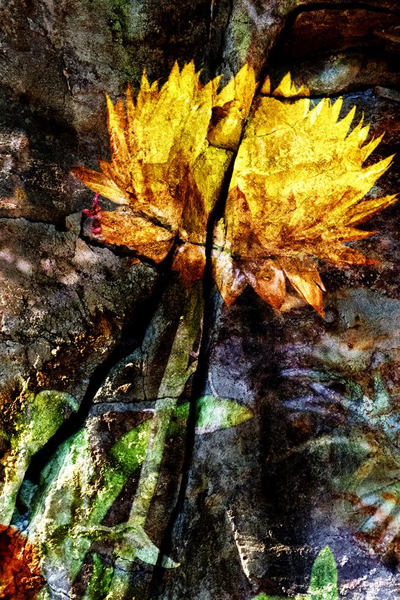 Flora_258