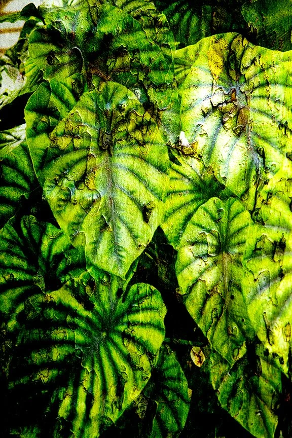 Foliage_148