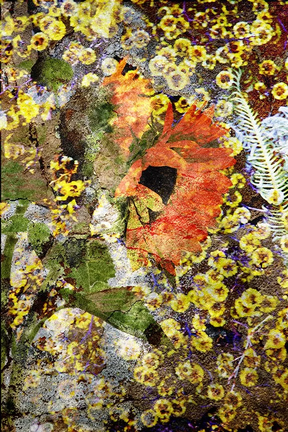 Flora_241
