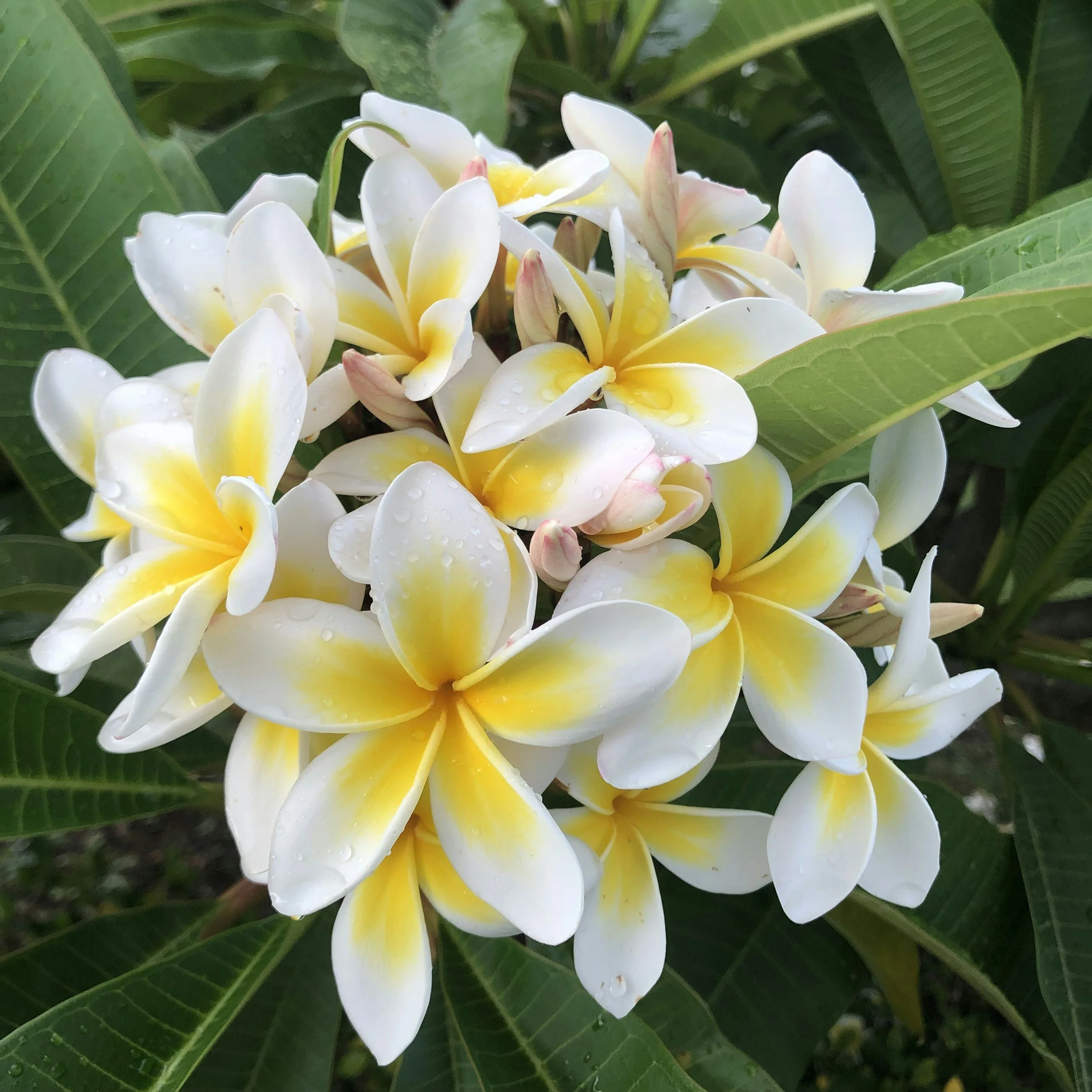 Close-up of a cluster of white and yellow frangipani flowers with green leaves in the background.