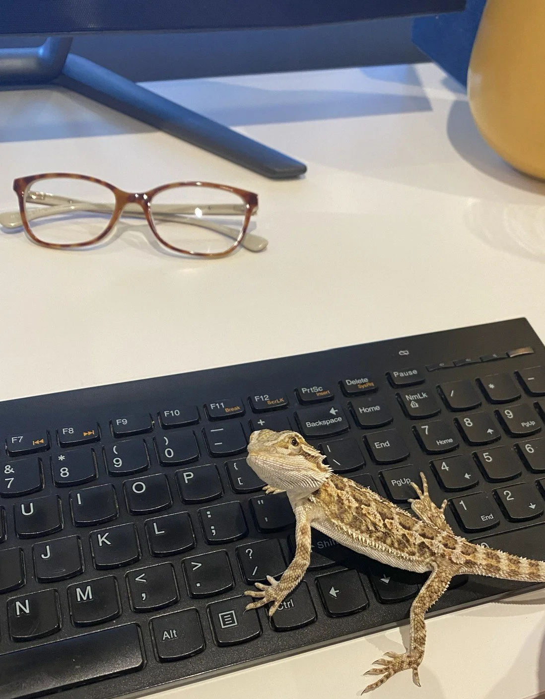 A small bearded dragon sitting on a computer keyboard, with eyeglasses on a white desk. Copyright M Thornton