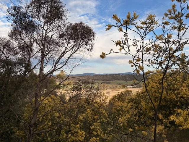 Scenic view of Canberra landscape with trees in the foreground, rolling hills, and a partly cloudy sky in the background. Copyright M Thornton