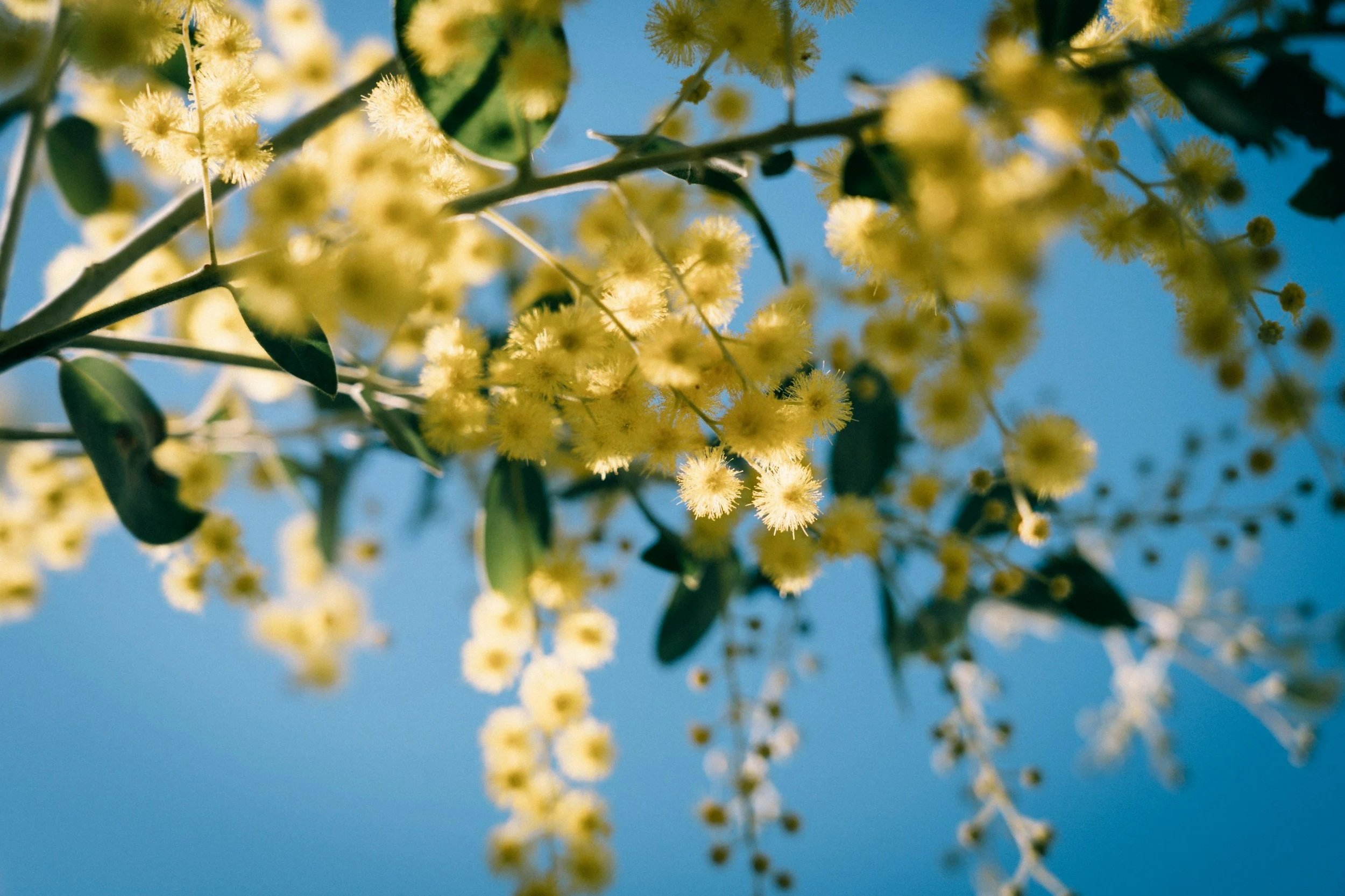 Close-up of flowering wattle against a blue sky.