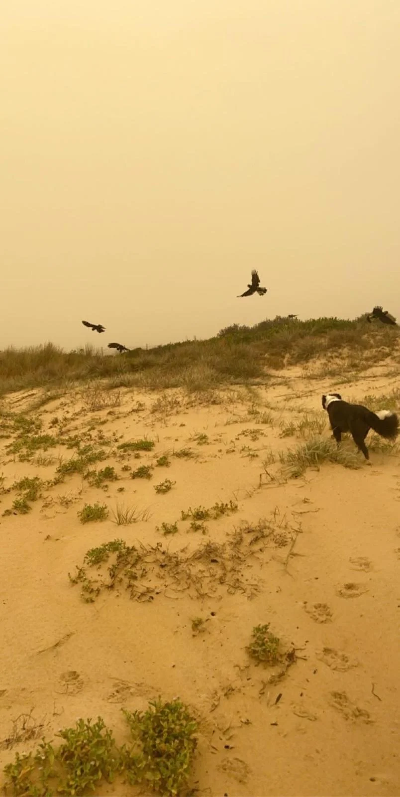 A black and white dog walking on sandy terrain with sparse green shrubs. Several black cockatoos are flying in the bushfire-smoky sky above a  dune in the background. Copyright M Thornton