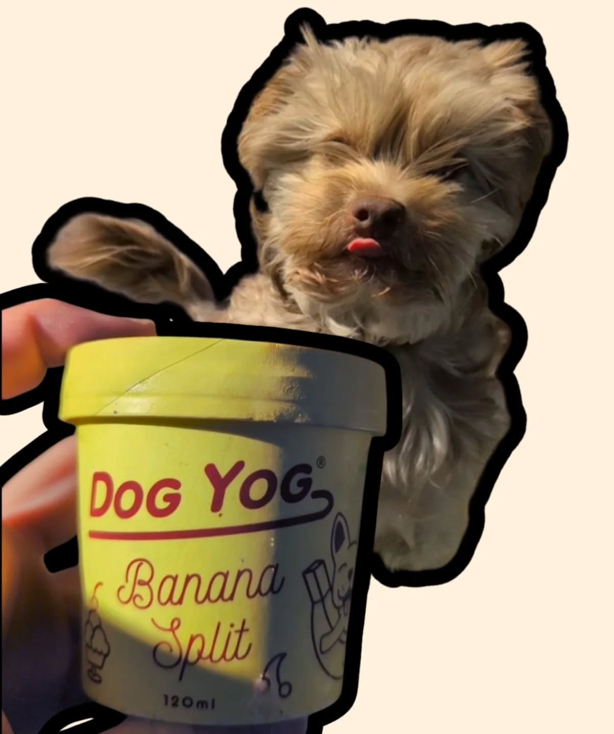 Whether you&rsquo;re on two legs or four we're stocked for the whole family!

Tag a dog lover who needs to visit the trike this weekend! 🐾