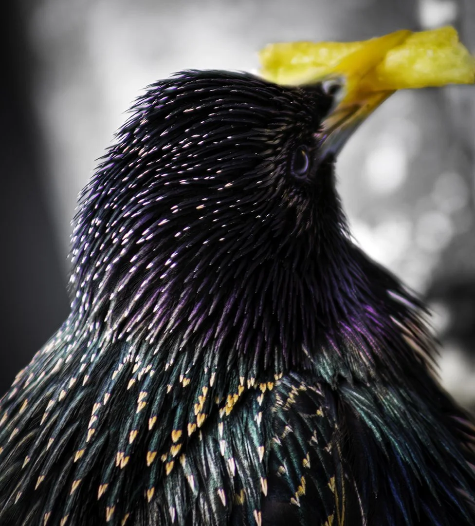 IMG_9151-Edit copy.jpg