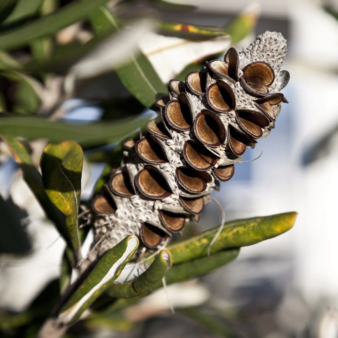 Why Seed exists: bringing 35 years of sustainable building to you