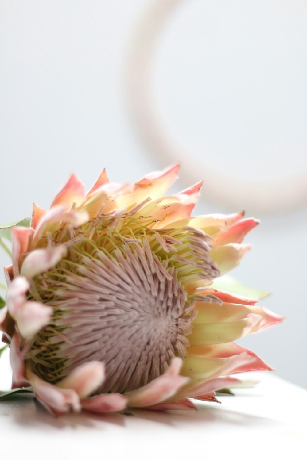 Close-up of a blooming protea flower with pink and cream petals against a light background