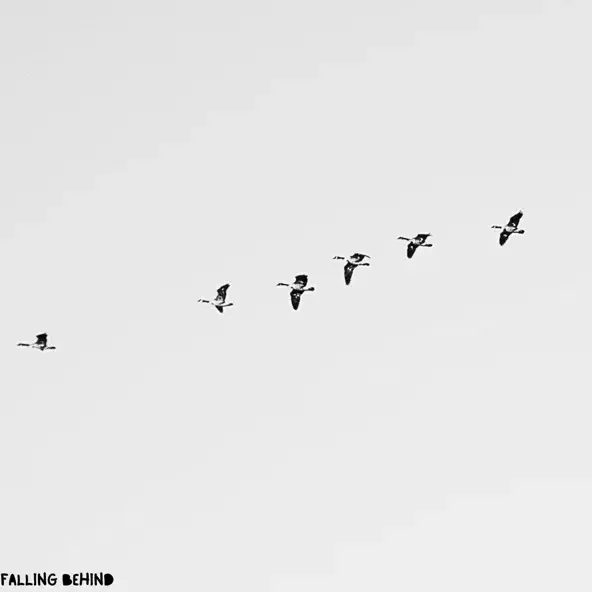 Seven birds flying in a V formation against a gray sky.
