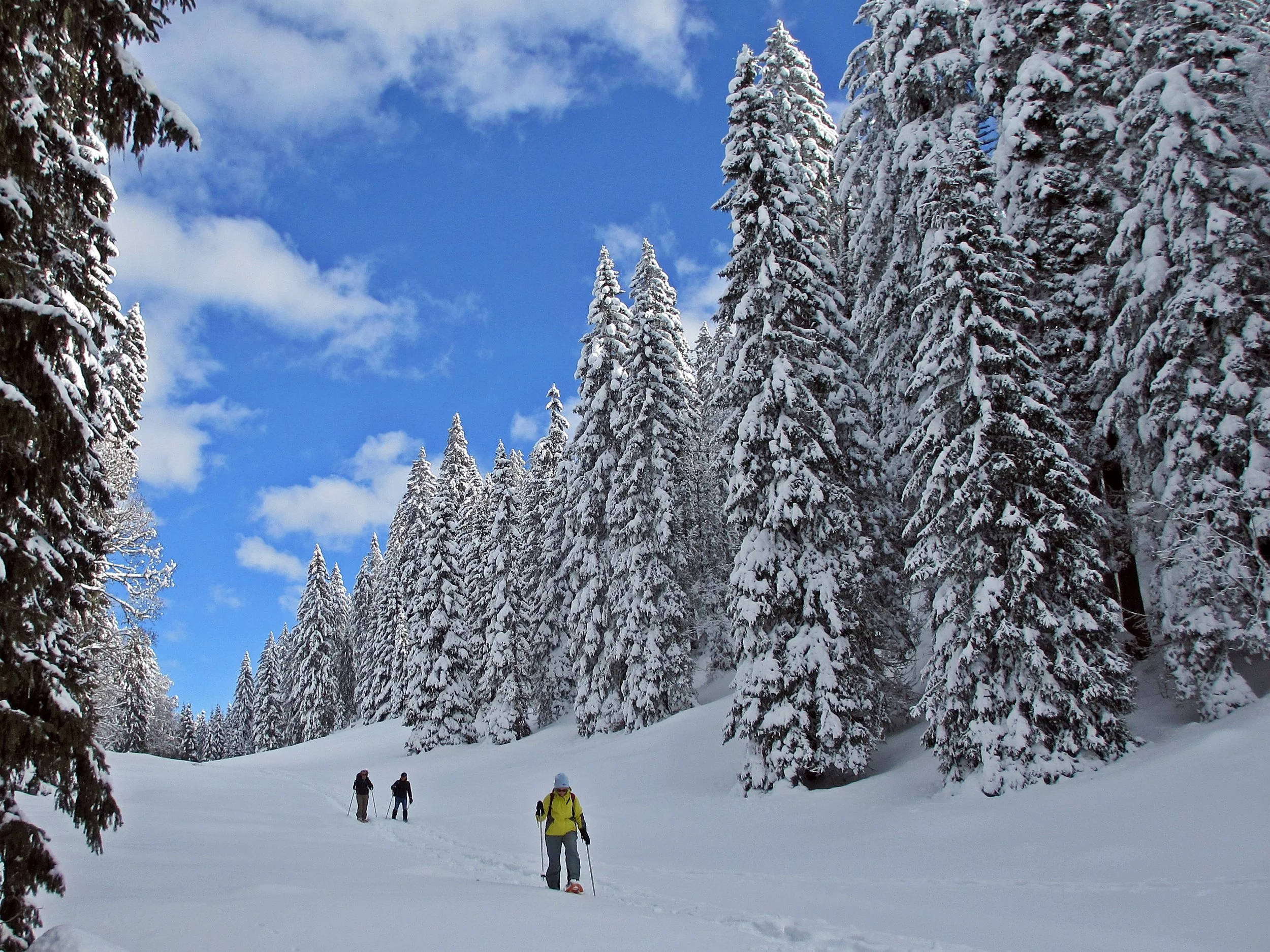 People snowshoeing in a snow-covered forest with tall, snow-laden evergreen trees and a blue sky with clouds.