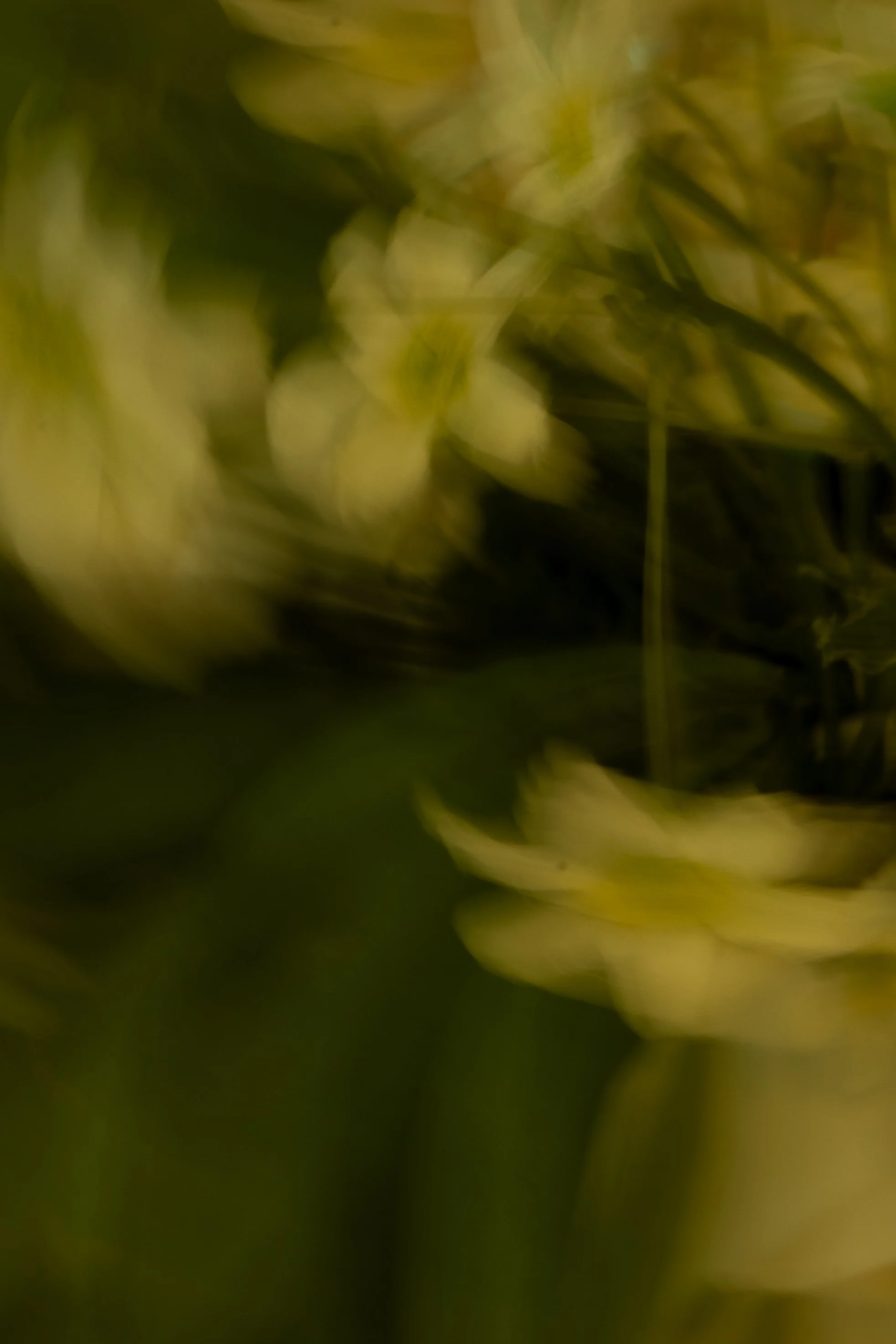 BBG Flower-58.JPG