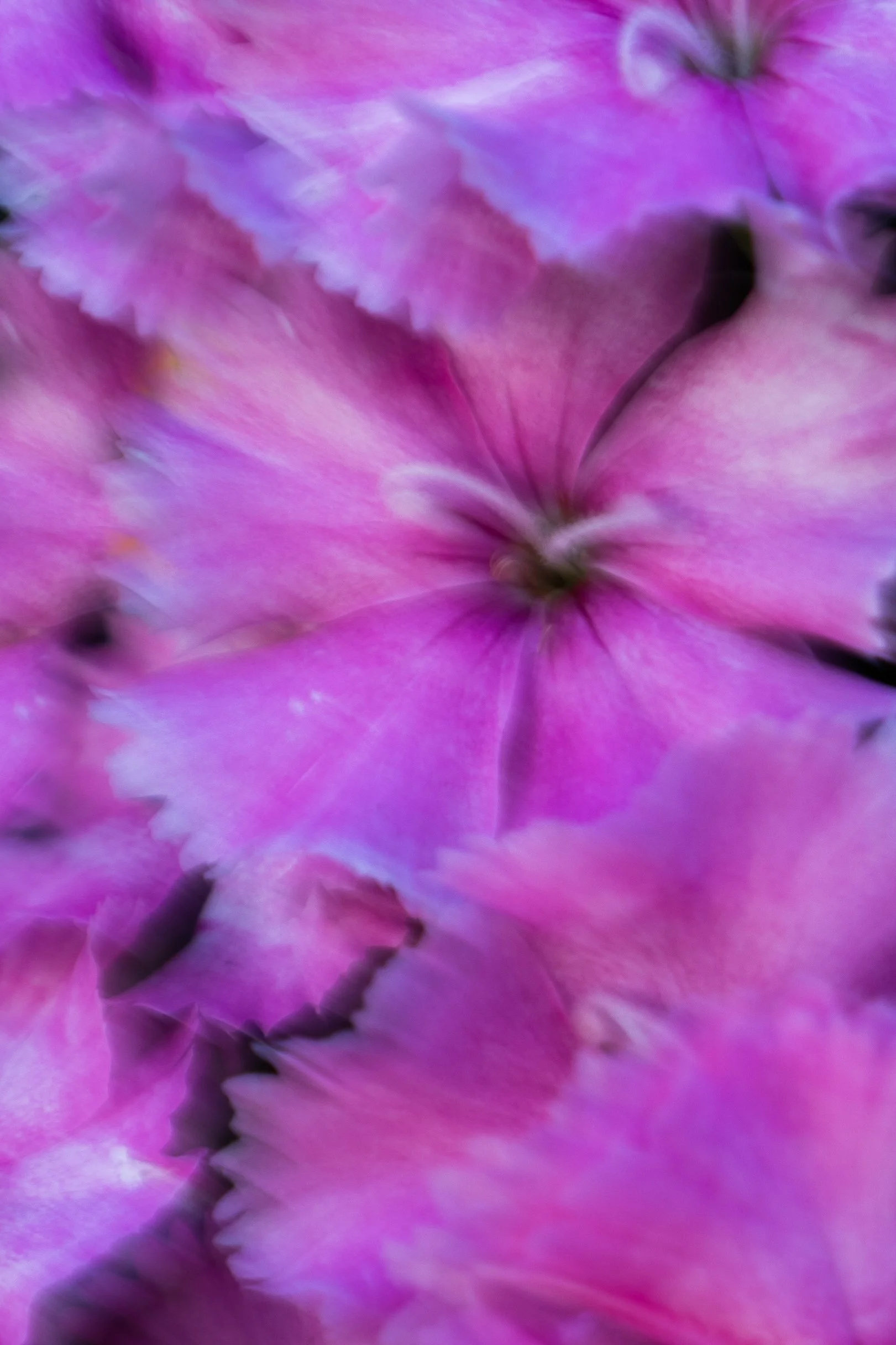 BBG Flower-23.JPG