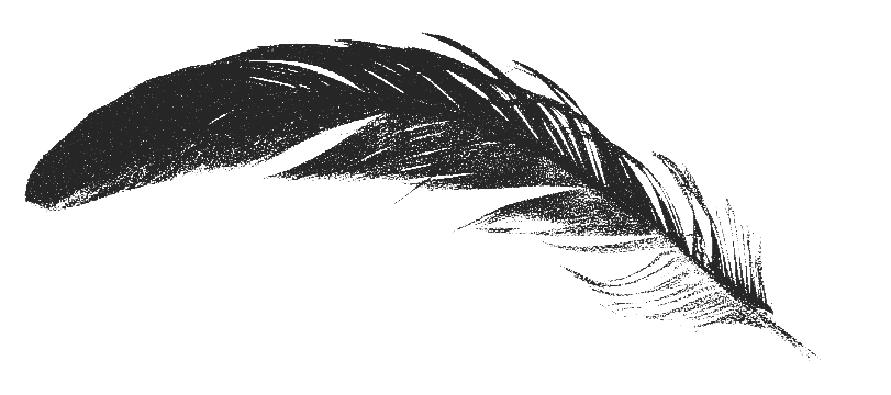 A white feather on a black background.
