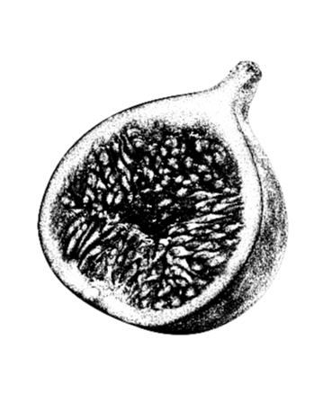 Black and white close-up of a sliced fig showing its seeds and interior structure.