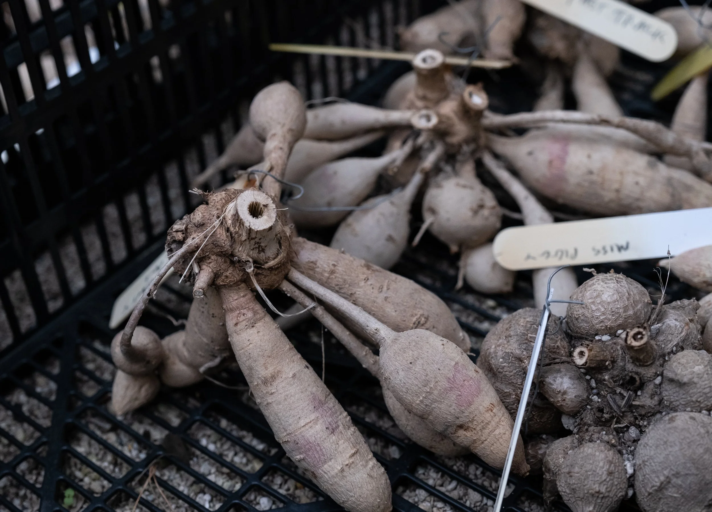 A black plastic basket filled with fresh ginger roots, some with attached stems and tags.
