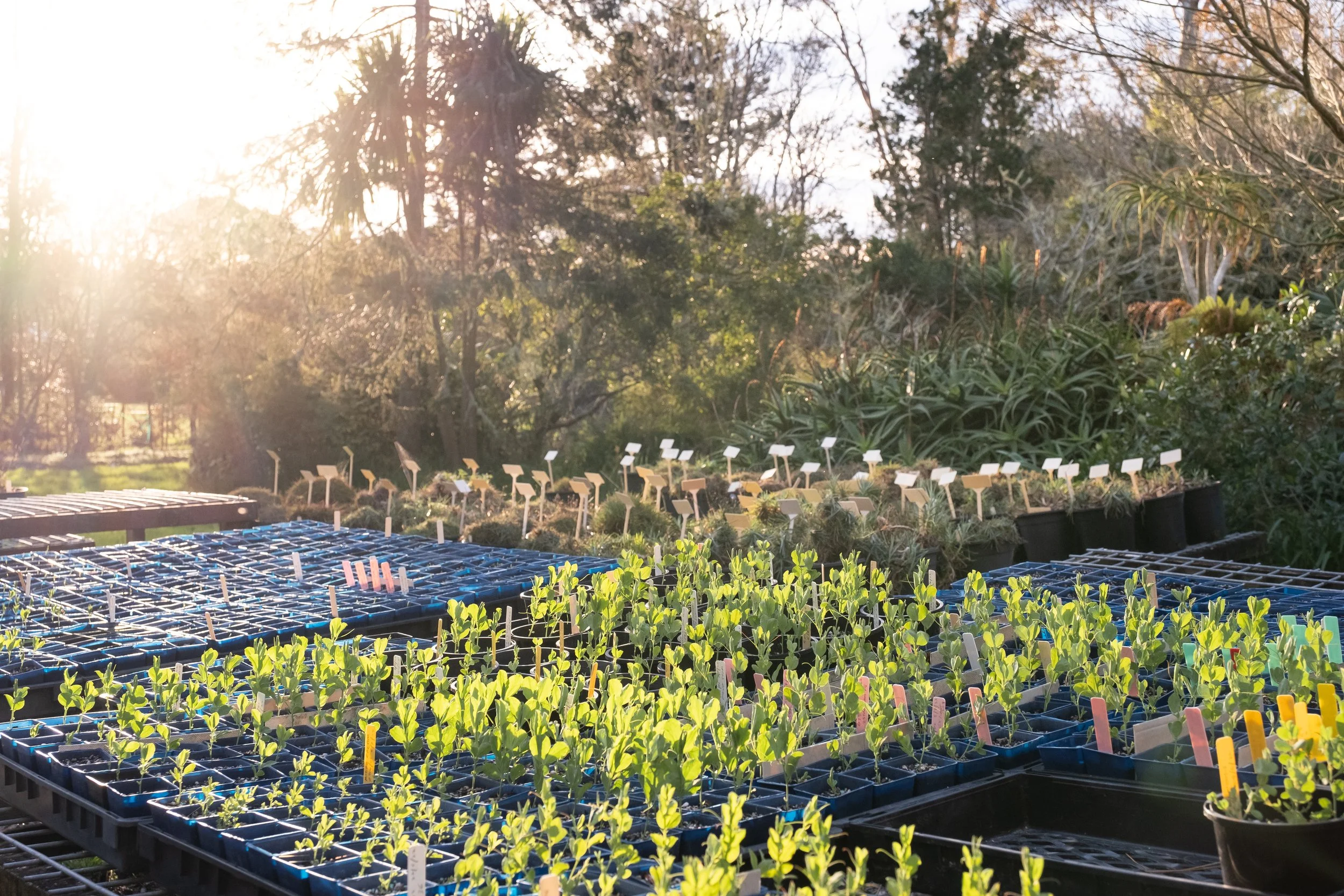 Rows of potted seedlings growing in a greenhouse with a background of trees and sunlight shining through.