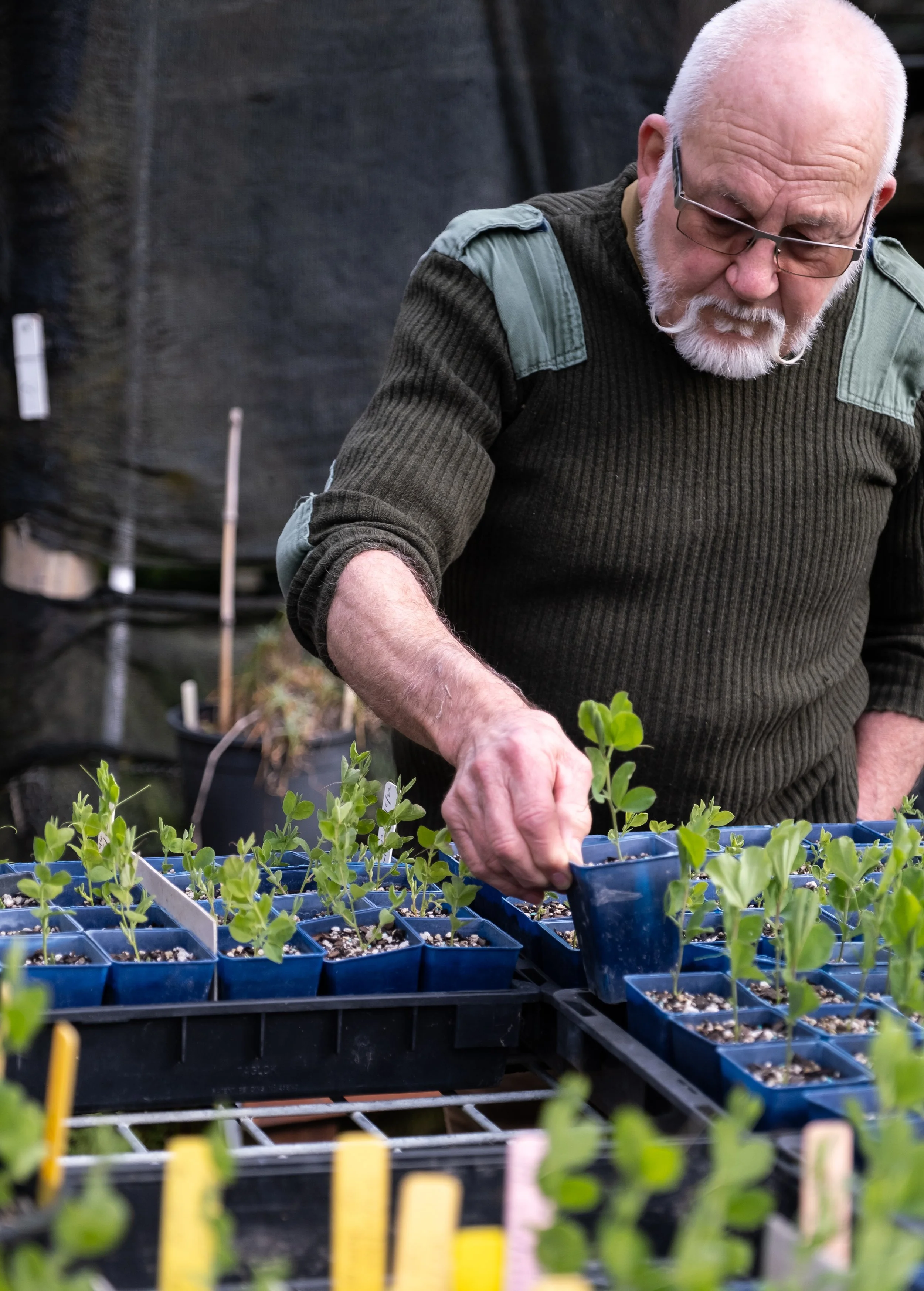 An elderly man with glasses and a white beard tending to small potted plants in a greenhouse.