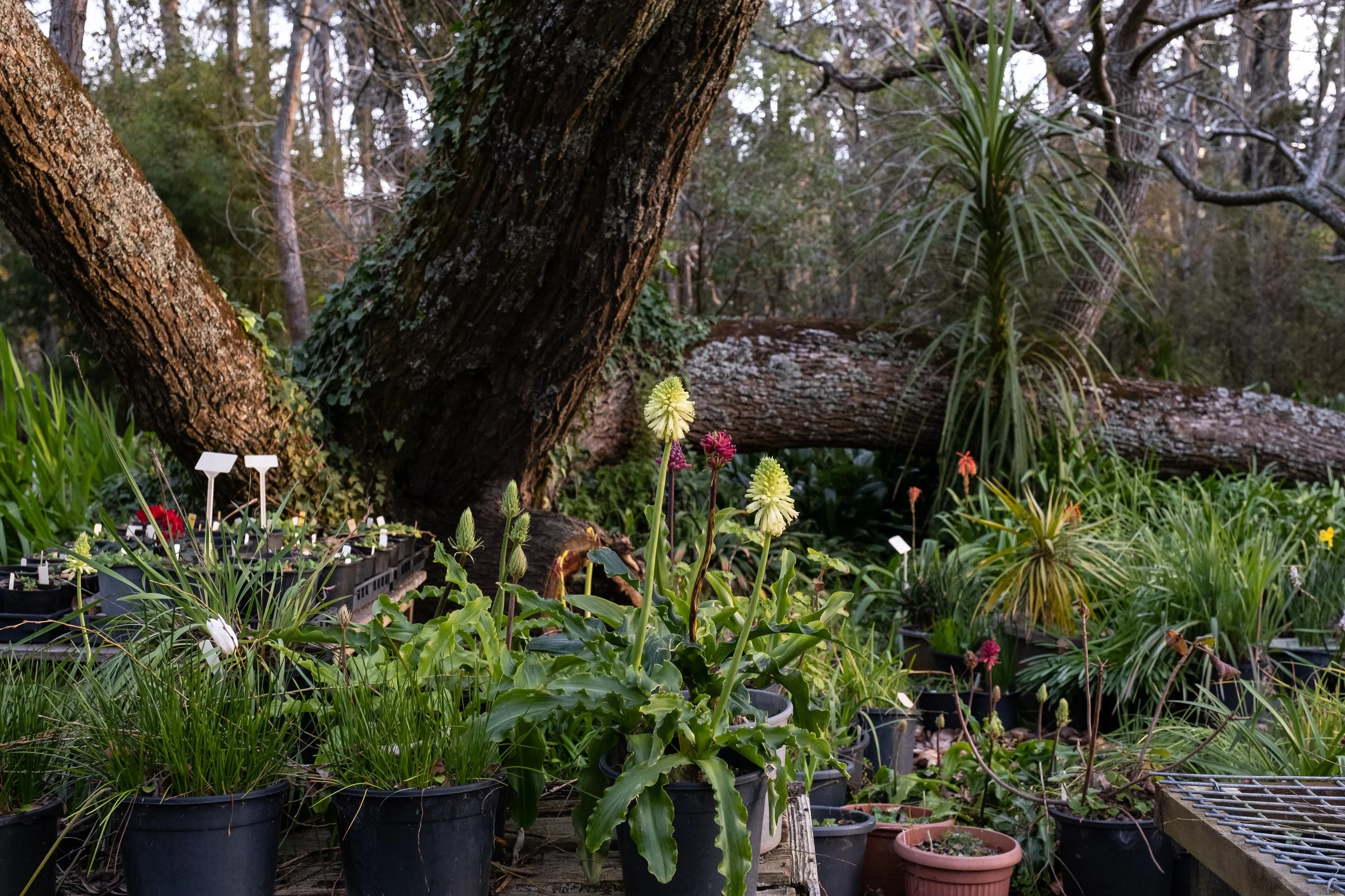 A garden center or plant nursery with potted plants, including tall flowering plants with white and pink flowers, and trees and greenery in the background.