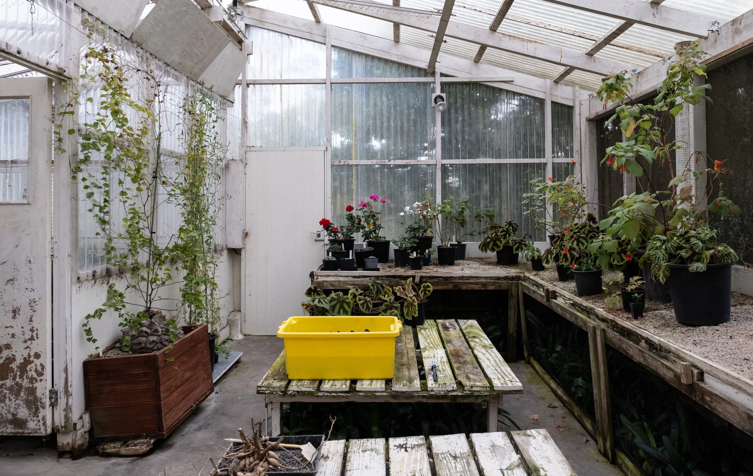 The image shows the interior of a greenhouse with various potted plants on elevated wooden shelves and tables. There are plastic pots with flowering plants, some green climbing plants on the walls, and a large yellow plastic container on a weathered 