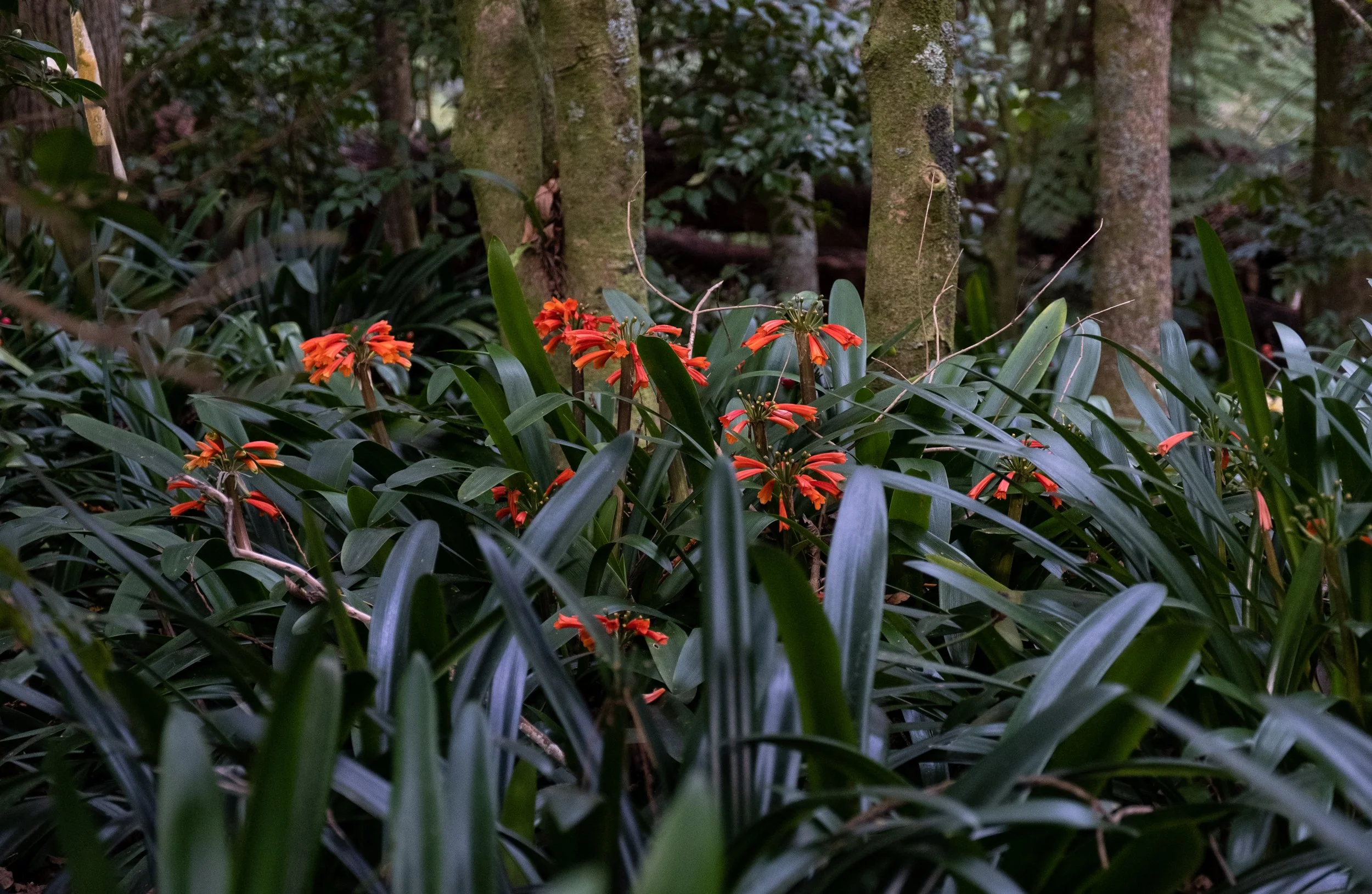 A dense forest scene with green leaves and trees, featuring orange flowers in the foreground.