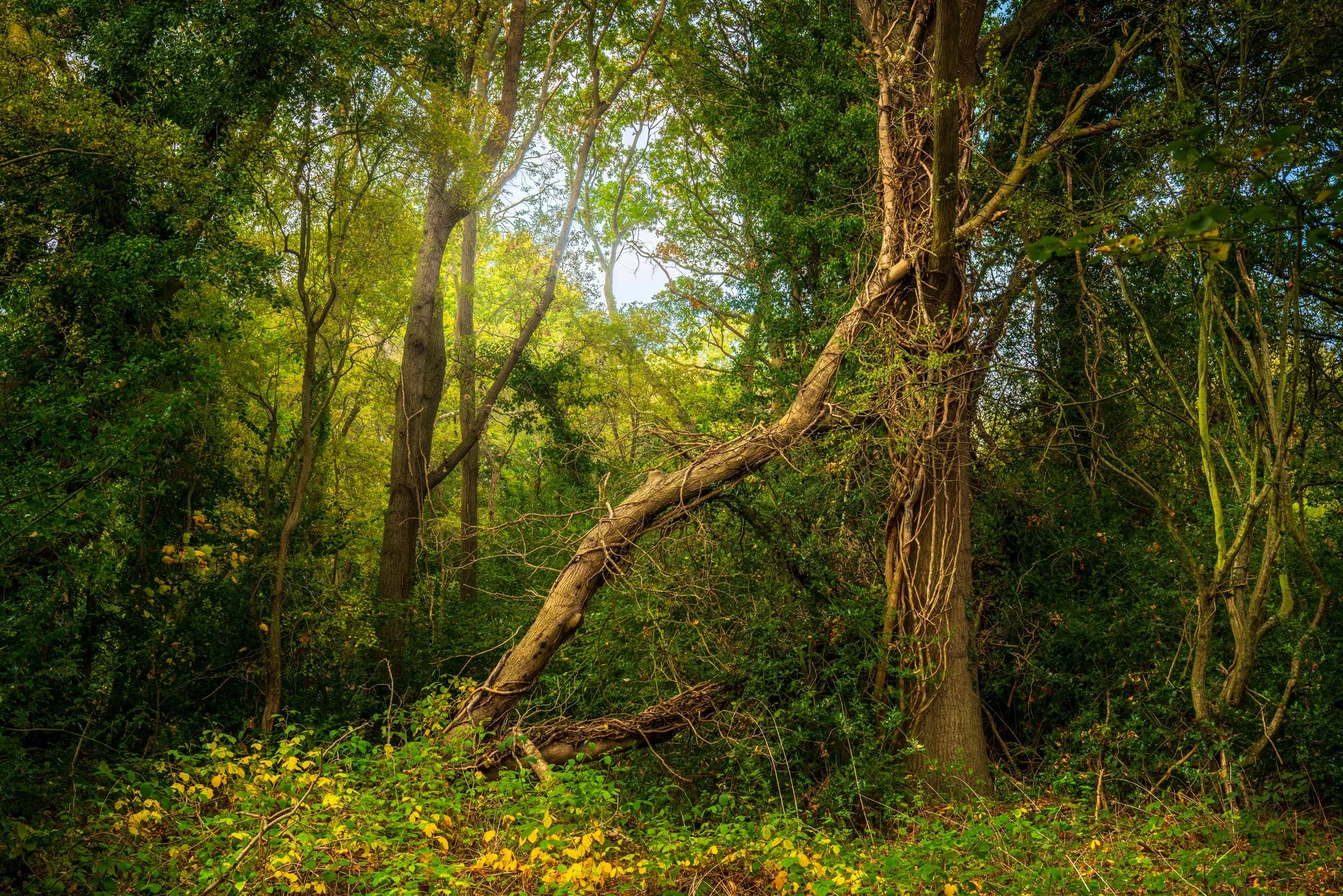 Squarespace Train Station Tree-2.jpg