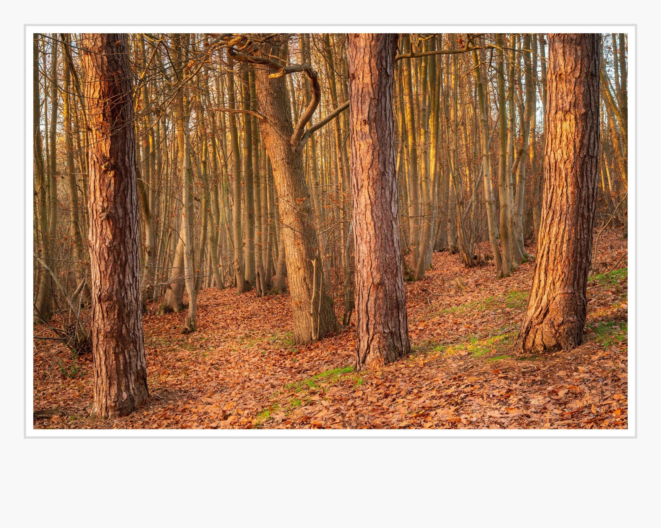 Squarespace Thorrington Woods - Tim Ireland.jpg