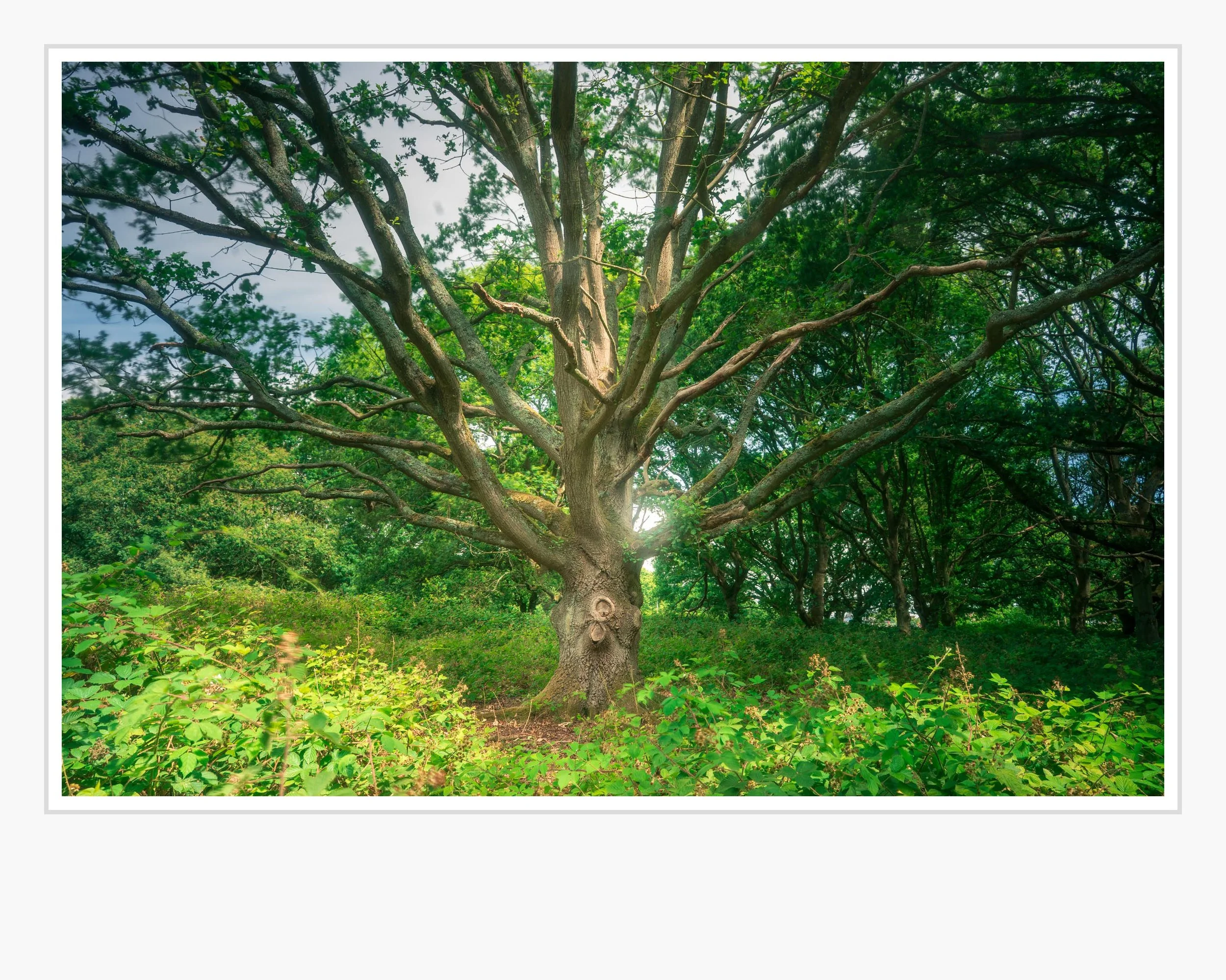 Squarespace _TII3018-Edit.jpg
