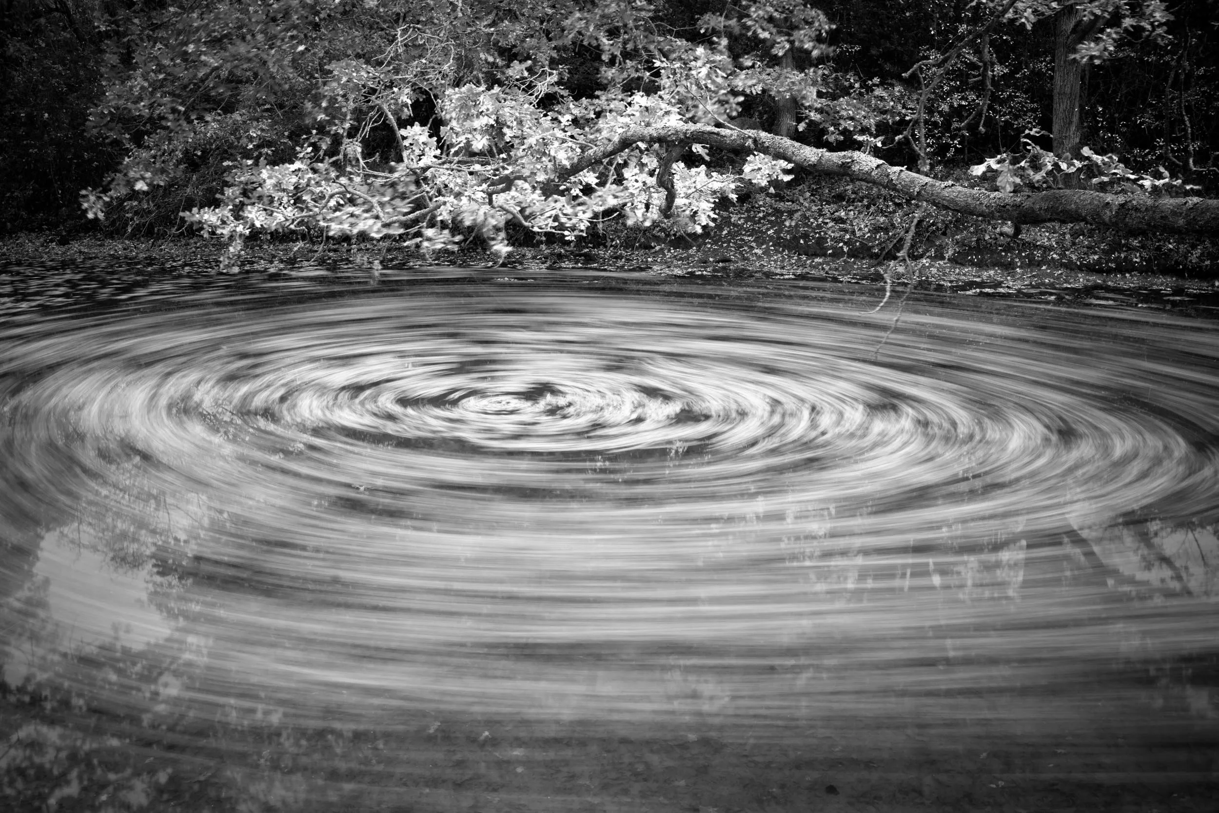 Autumn Pond Arlesford Creek - Tim Ireland.jpg