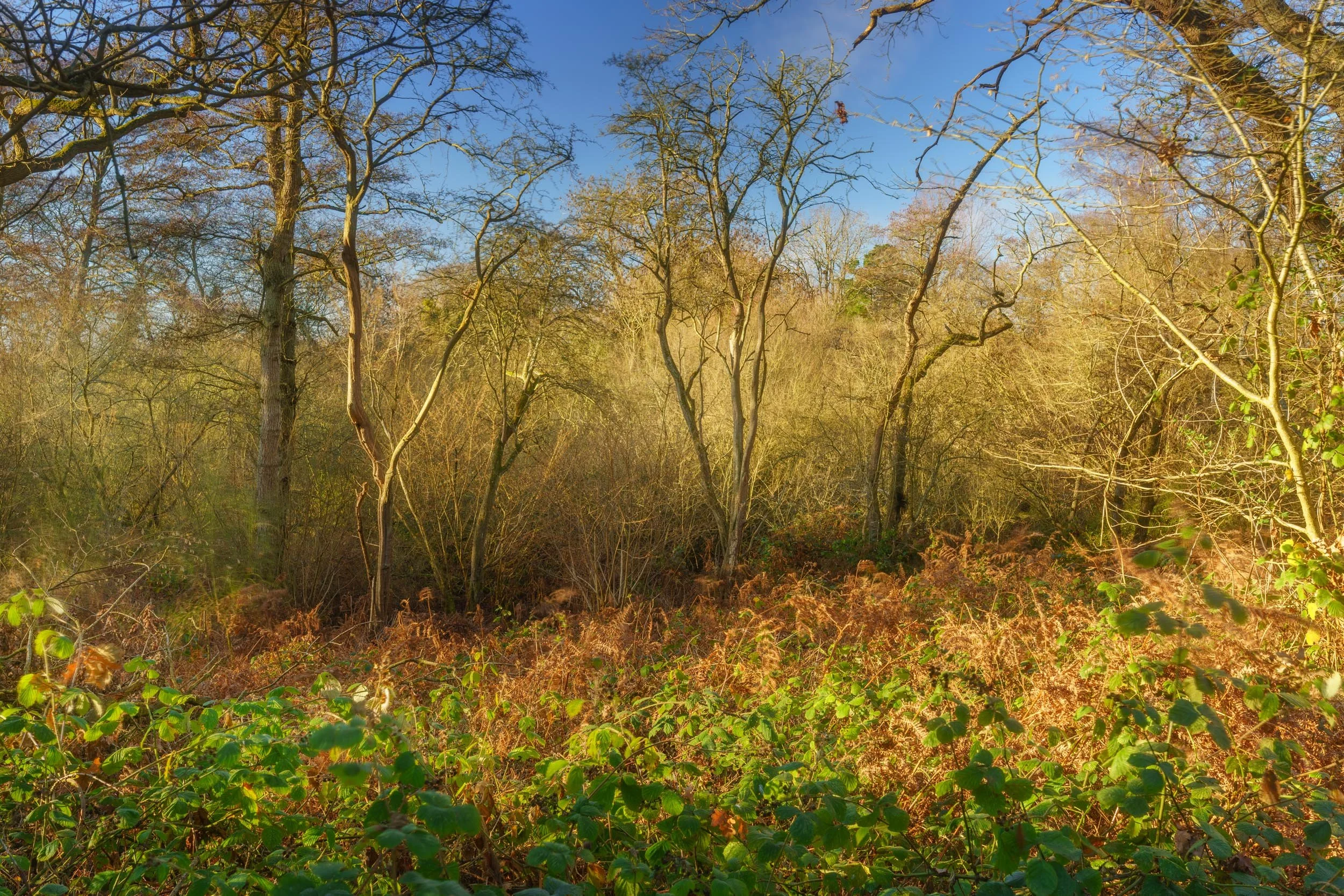Squarespace _TI22196-3-Edit-2-2.jpg