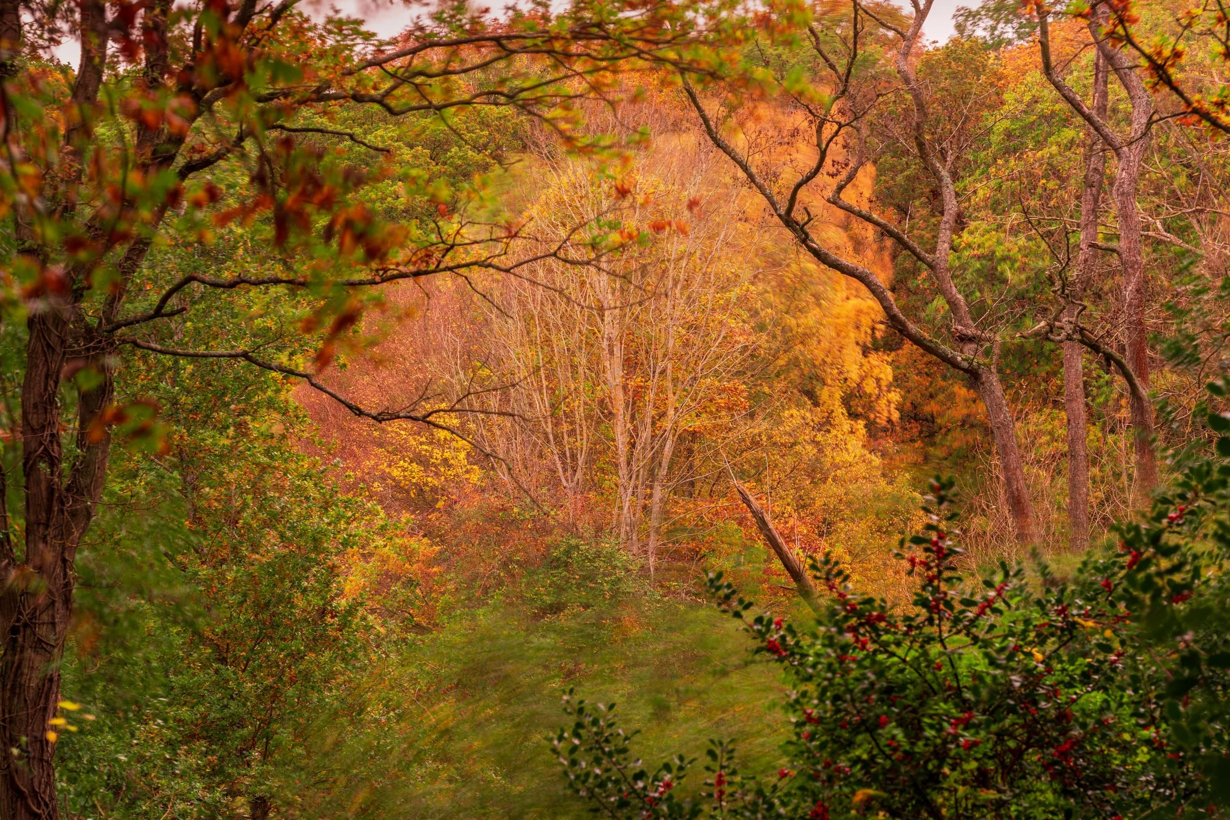 Squarespace Highwoods Park - Tim Ireland.jpg