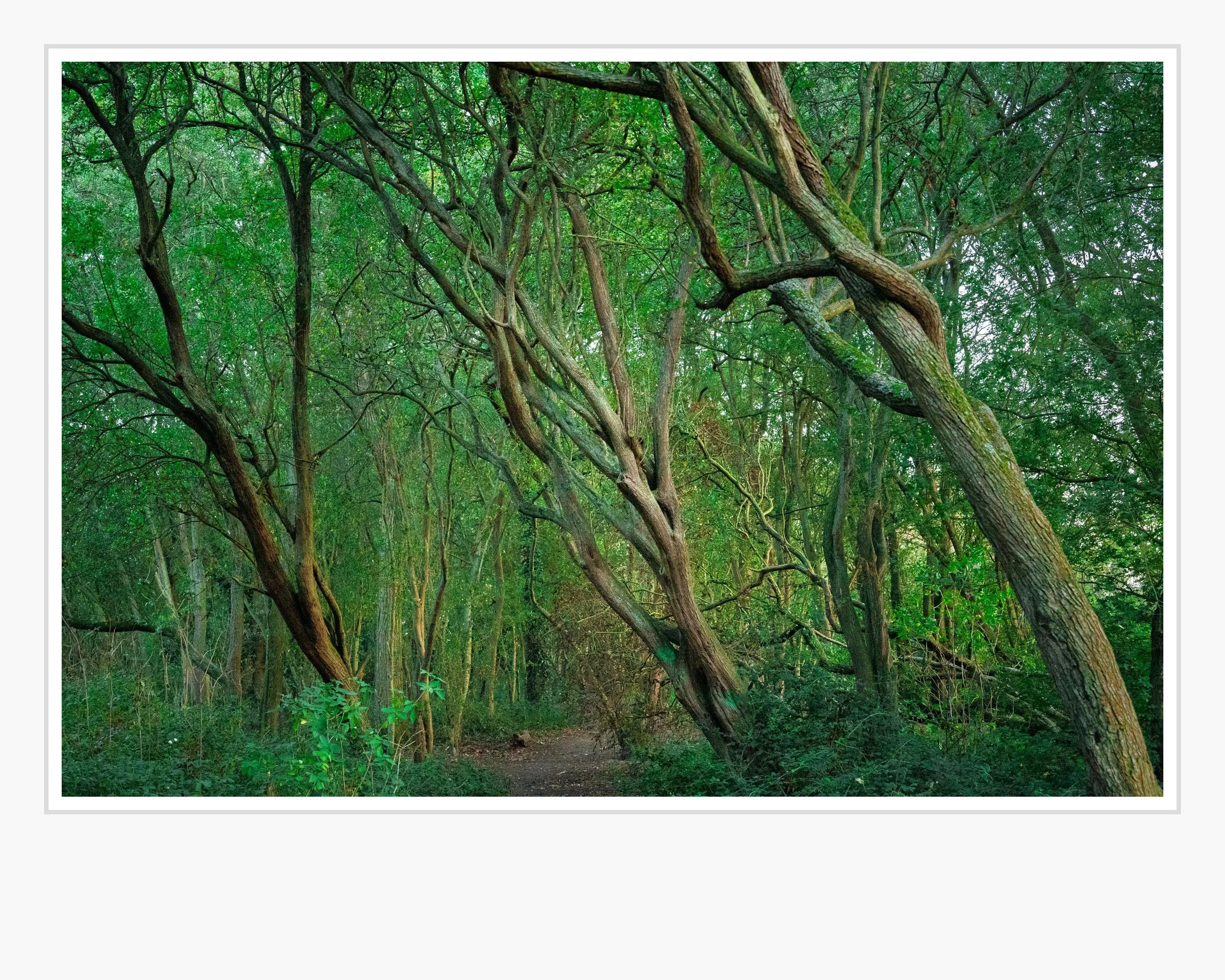 Squarespace FINAL OPEN PRINT 1.jpg