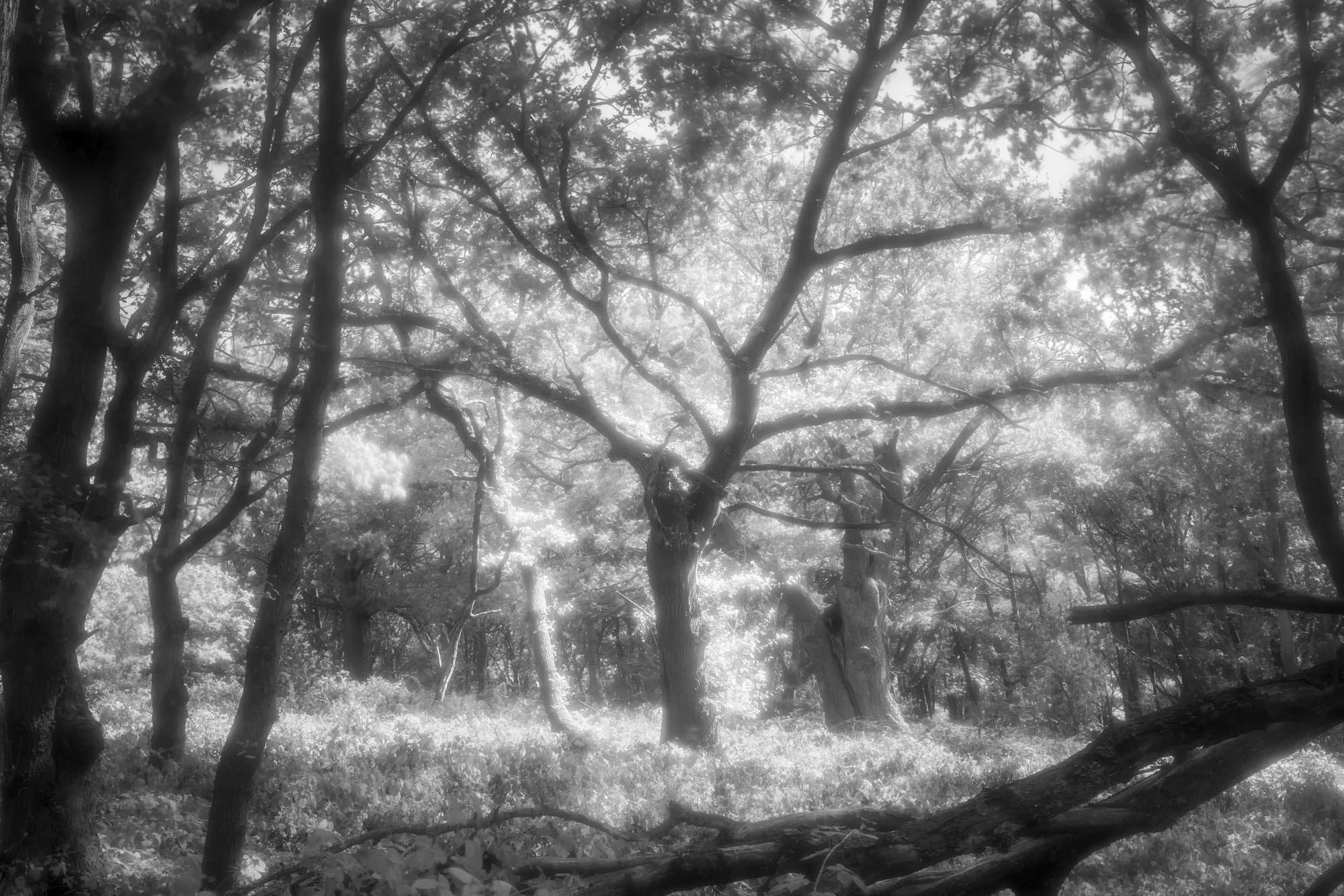 INSTA _DSC9998-Edit.jpg