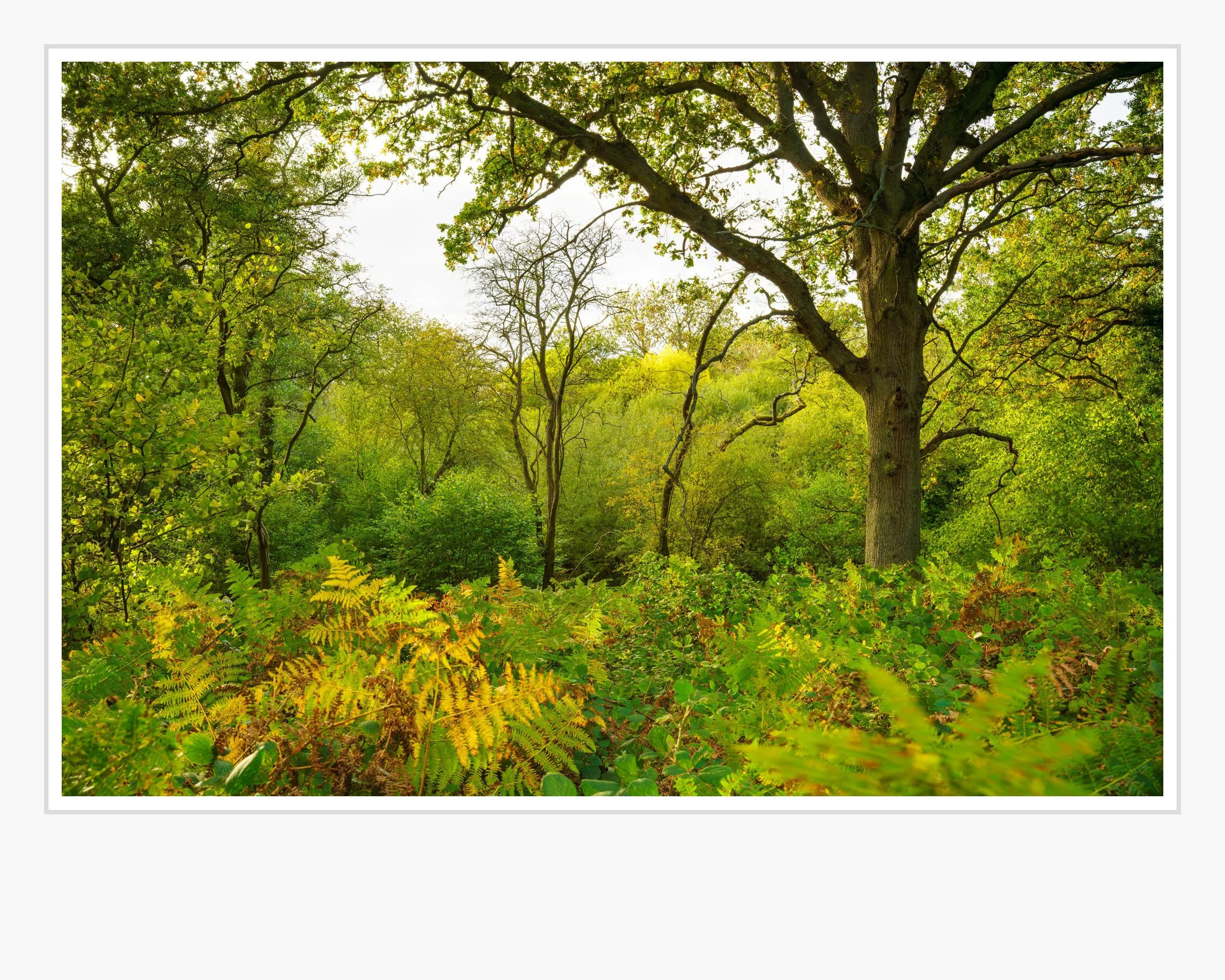 Squarespace Villa Wood-2-2.jpg